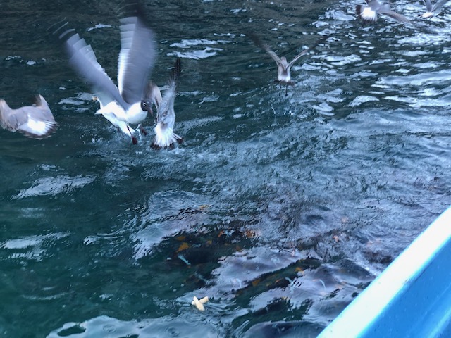 Birds diving into the water for bread 