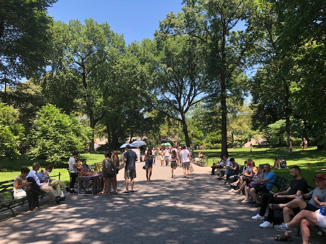 A wide sidewalk with lots of big trees all around, people filling park benches lined on either side