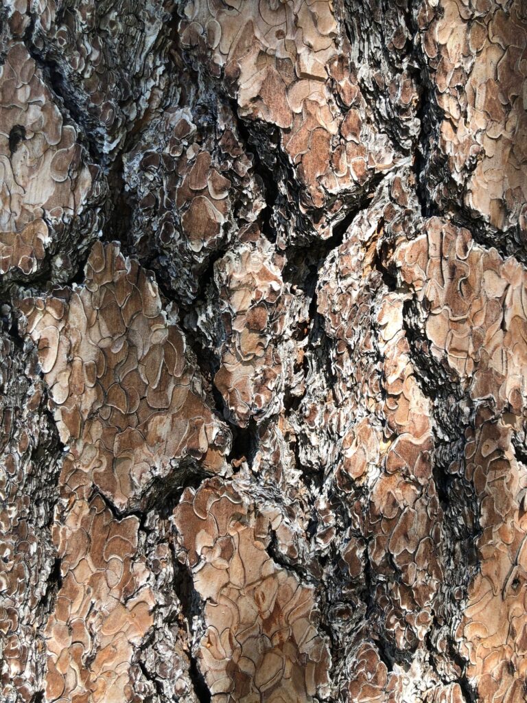 Up close of a tree - the bark looks petrified but it's alive