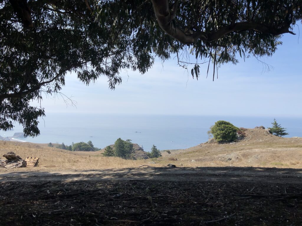 Photo taken in shade with edge of the tree at the top and ocean in the background   