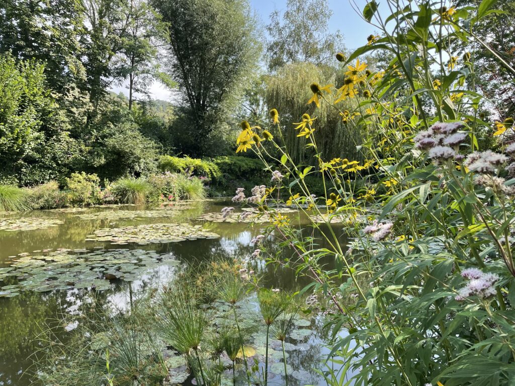 lily pond with yellow daisies in the foreground 