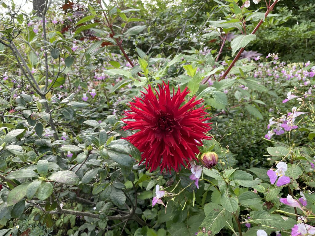 A bright red flower, looks like a chrysanthemum. 