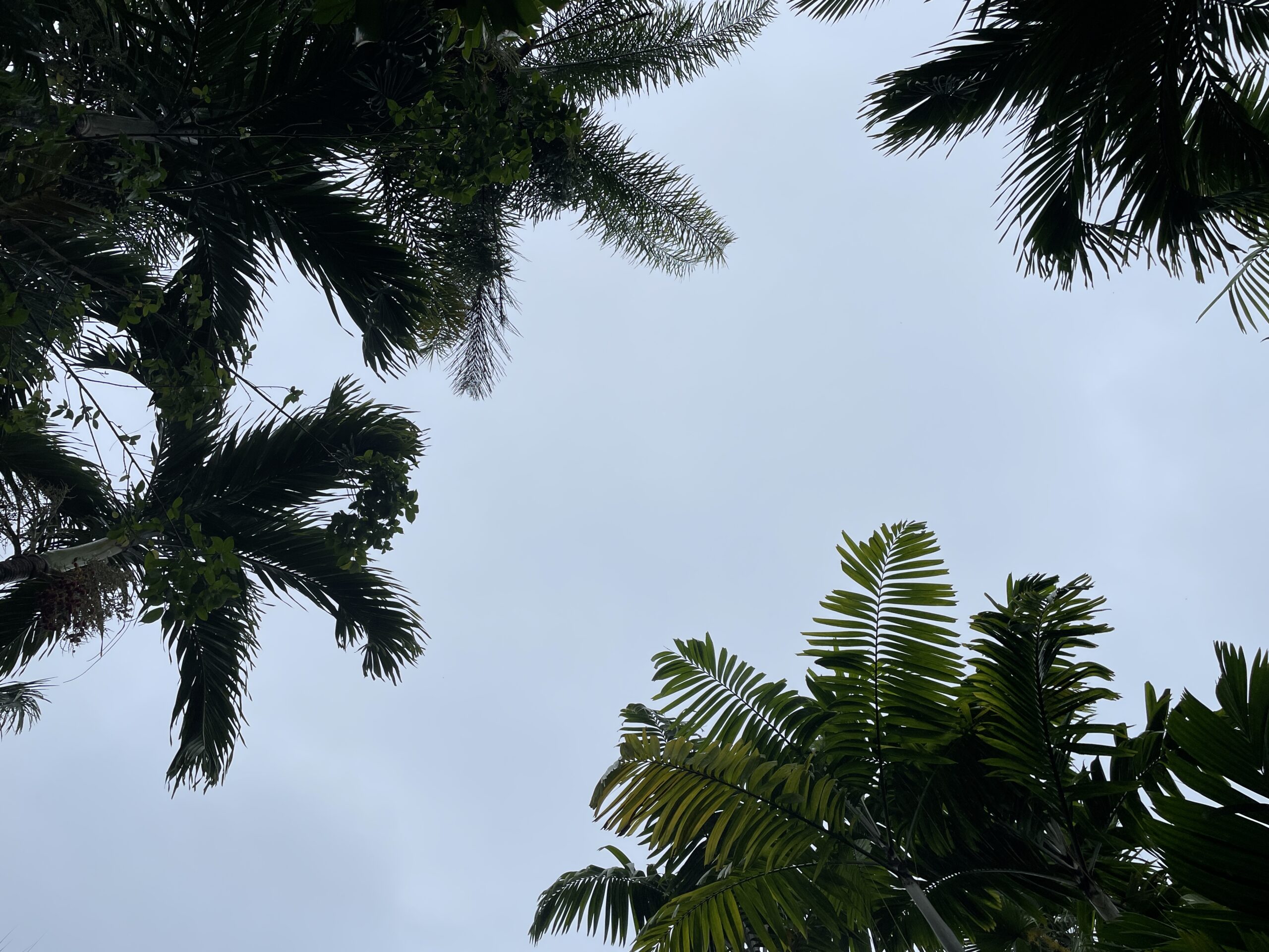 a gray blue sky framed by palm trees