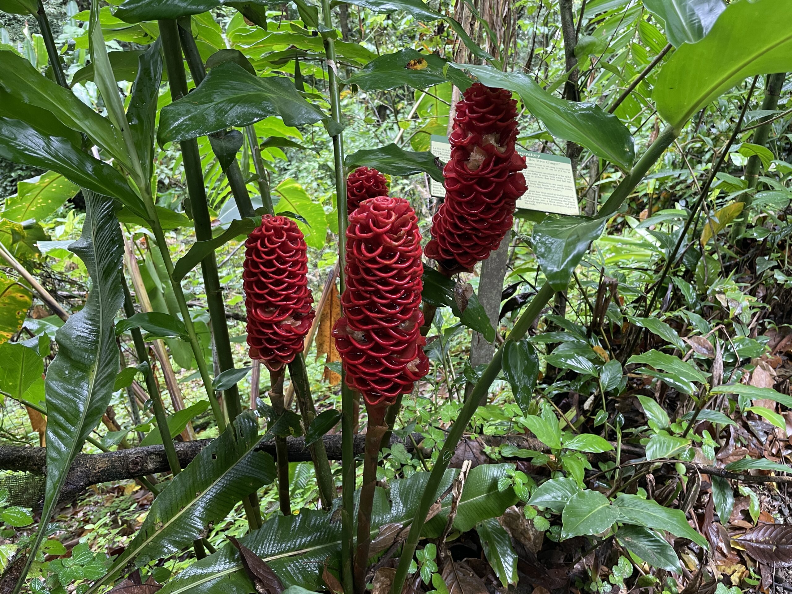 more cone than flower. Red in color, petals are layered and stacked about 12 in high with lots of space in between. and not so much a petal but a ring. 