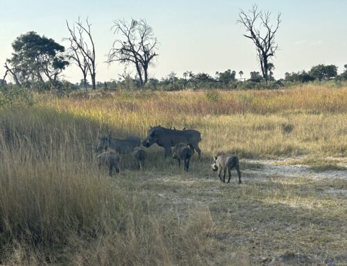 Day 9, May 31 – Chobe National Park to the Okavango Delta