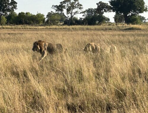 Day 11, Jun 2 – Okavango Delta Pt 2: Lions & Leopards (well, one anyway…)