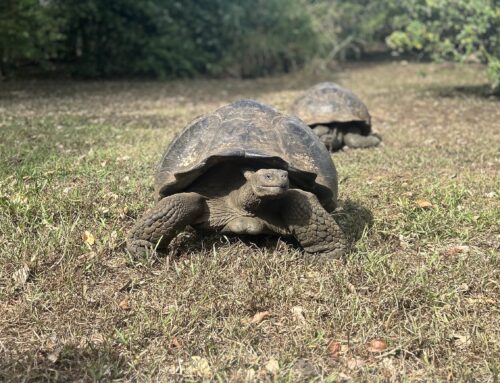 Day 11: Galapagos, Part 5 – Giant Tortoises! And final thoughts on this Incredible trip