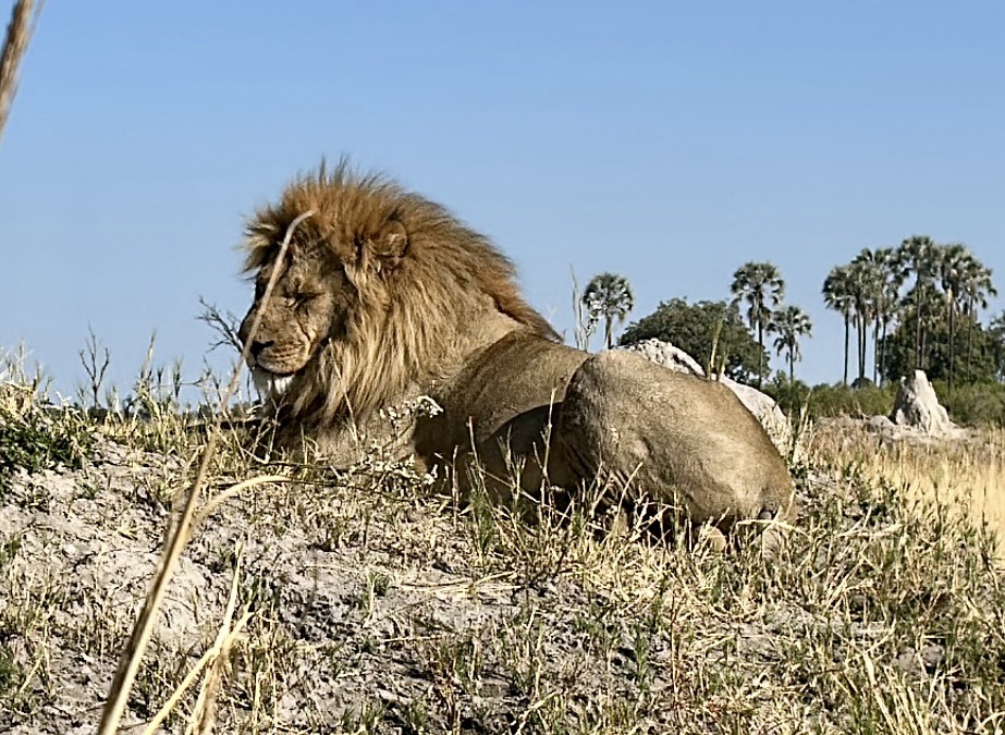 Day 9: Okavango Delta, Part 2
